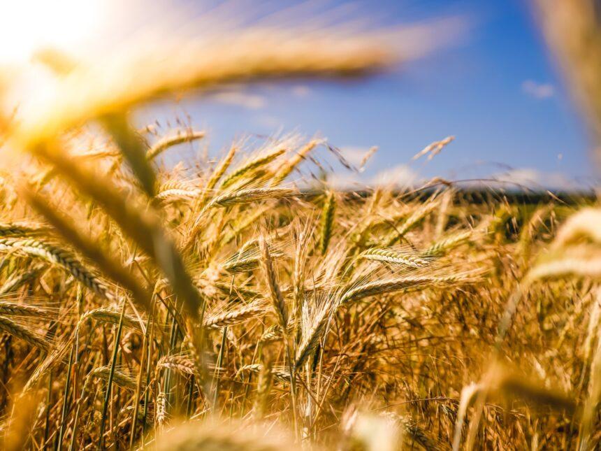 the wheat and the tares image